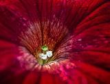 Petunia Closeup_01166